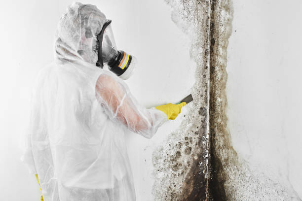 Best Mold Remediation Services  in Bay City, OR