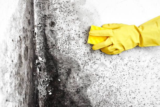 Attic Mold Removal in Bay City, OR