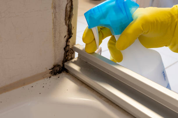 Best Mold Removal Process  in Bay City, OR