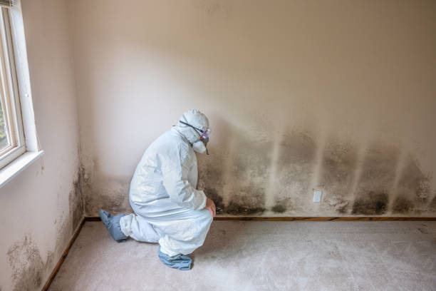 Best Professional Mold Removal  in Bay City, OR