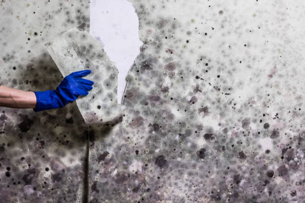 Mold Removal Process in Bay City, OR