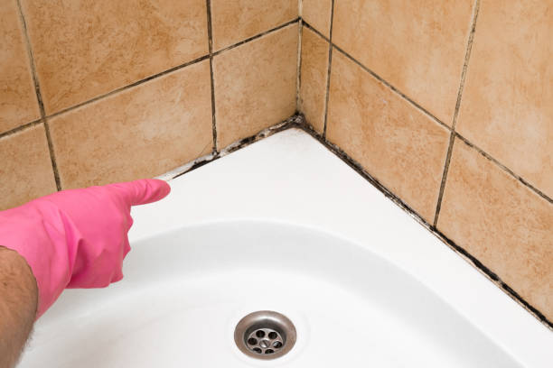 Best Toxic Mold Removal  in Bay City, OR
