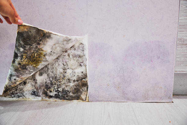 Best Attic Mold Removal  in Bay City, OR